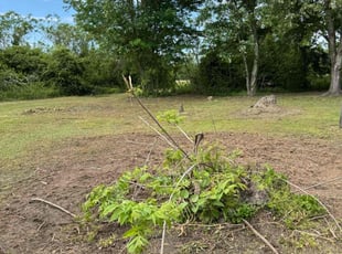 Park B.'s lawn care services service result