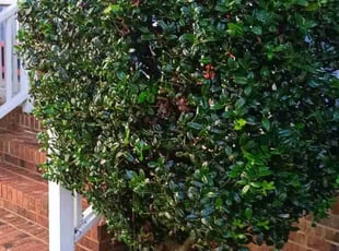 Ken J.'s Bush Trimming service result