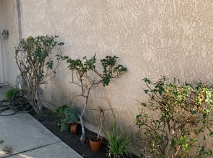 Mark B.'s Bush Trimming service result