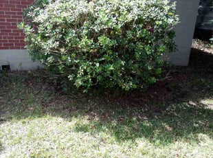 Deb S.'s Bush Trimming service result
