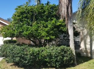 Peggy K.'s Bush Trimming service result