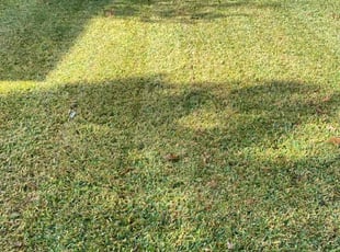 Cara D.'s turf care service result
