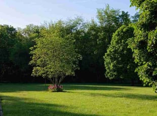 Gloria L.'s lawn maintenance service result