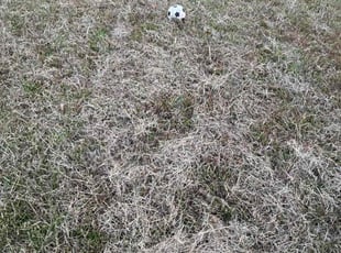 James M.'s grass cutting service result