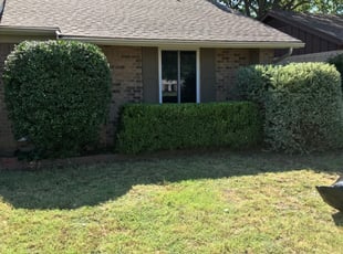 Jeffrey H.'s Bush Trimming service result