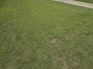 Karen H.'s grass cutting service result