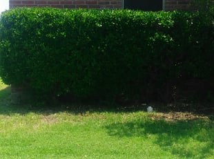 Diane M.'s Bush Trimming service result
