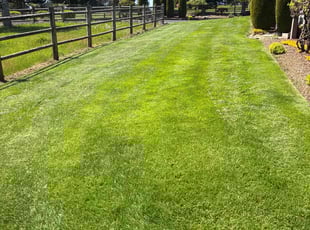 Jared M.'s turf care service result
