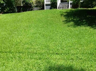 Danna S.'s turf care service result