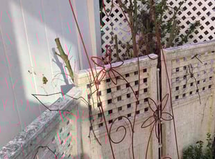 Cindi K.'s Bush Trimming service result