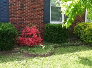 Frederick M.'s Bush Trimming service result