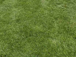 Ashley H.'s lawn care services service result