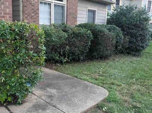 Brian M.'s Bush Trimming service result
