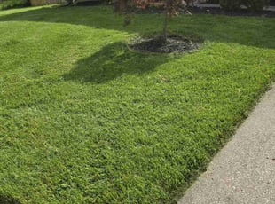 Sterling U.'s lawn service service result