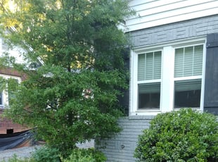 Farida K.'s Bush Trimming service result