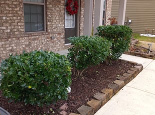 Debra B.'s Bush Trimming service result