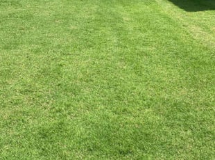 Pamilla H.'s grass maintenance service result