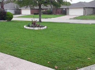 Bob M.'s turf maintenance service result