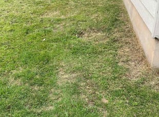 Ryan H.'s lawn service service result