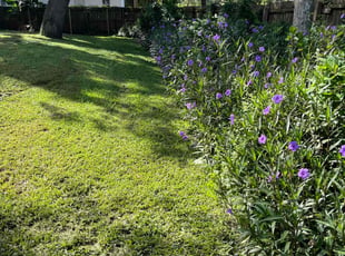 Levi C.'s lawn care services service result