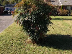 Abay Z.'s Bush Trimming service result