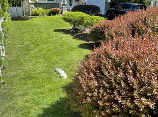 Colleen G.'s landscape maintenance service result