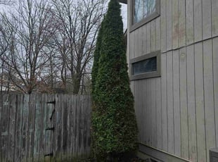 Jamile W.'s Bush Trimming service result