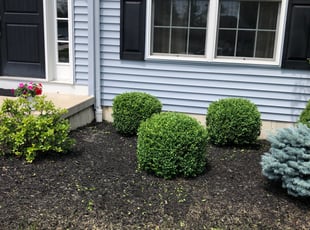 Mike R.'s Bush Trimming service result
