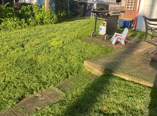 Jason M.'s turf maintenance service result