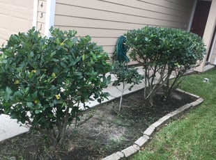 Diane B.'s Bush Trimming service result