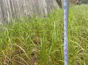 Jeff W.'s lawn care service result