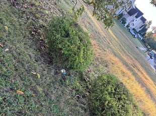 Rosemary D.'s Bush Trimming service result