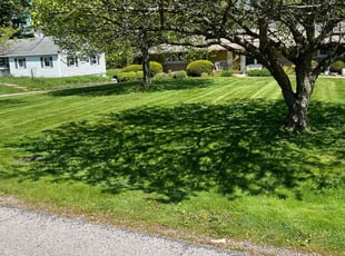 Lakeshia J.'s lawn maintenance service result