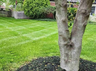 Stefon Q.'s turf care service result