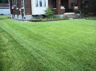 Annalise S.'s turf care service result