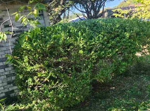 Patricia H.'s Bush Trimming service result