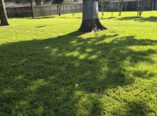 Kenneth L.'s turf care service result