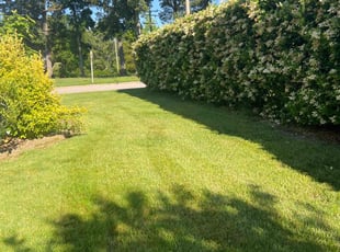 Anthony P.'s lawn maintenance service result