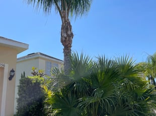 Jekisha G.'s Bush Trimming service result