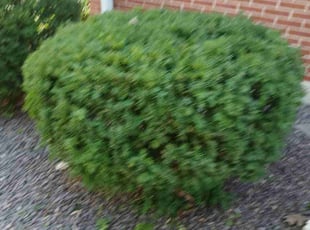 Nina C.'s Bush Trimming service result