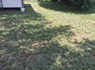 Alfonso B.'s grass cutting service result