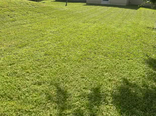 Kristin D.'s grass cutting service result