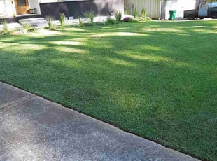 Joan S.'s turf care service result