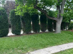 Ellie D.'s turf care service result