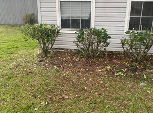 Wanlin C.'s Bush Trimming service result
