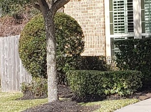Tim U.'s Bush Trimming service result