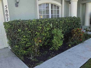 Larry M.'s Bush Trimming service result