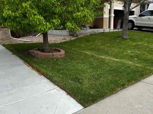 Michael C.'s yard maintenance service result