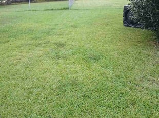 Jazmin V.'s turf maintenance service result