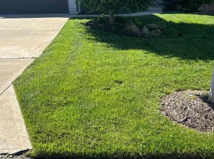 Lula P.'s lawn care service result